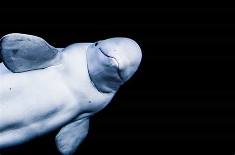 Beluga Whale Underwater Stock Photos, Pictures & Royalty-Free Images ...