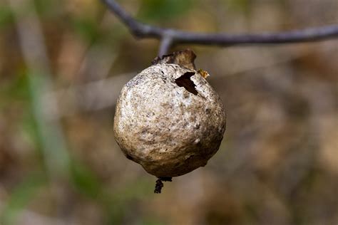 Minnesota Seasons - spongy oak apple gall wasp