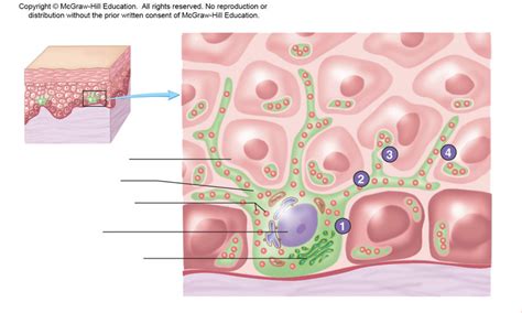 Stratum Basale (Stratum Germinativum) Diagram | Quizlet