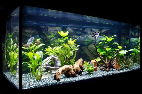 Discover more than 83 aquarium decoration ideas cheap latest - seven.edu.vn