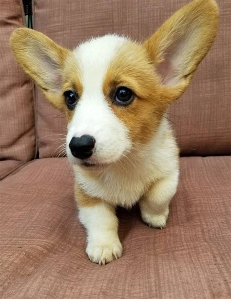 Corgi Puppies For Sale | Sacramento, CA #289118 | Petzlover