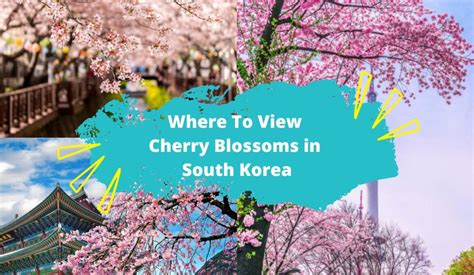 Cherry Blossoms In South Korea: 2023 Forecast and Where To Go - KKday Blog