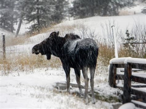 Moose in the Snow – JPG PHOTOS