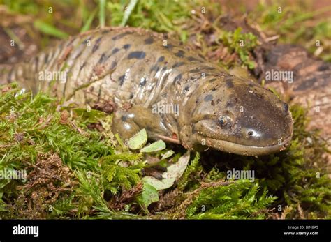 Tiger salamander larvae hi-res stock photography and images - Alamy