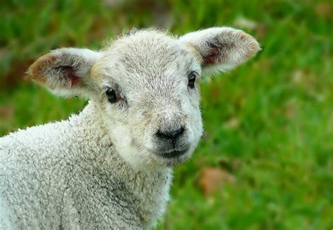 101 Sheep Puns That Are Shear Delight - The Wonder Parents