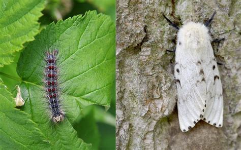 Gypsy Moth Rash- What You Need to Know - Reliant Medical Group