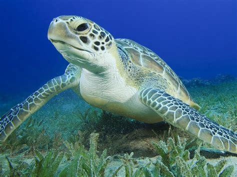 How Do Green Sea Turtles Care For Their Young