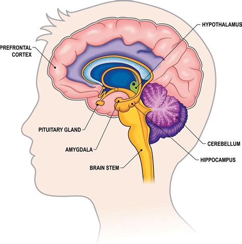 Interior Brain Diagram Labeled