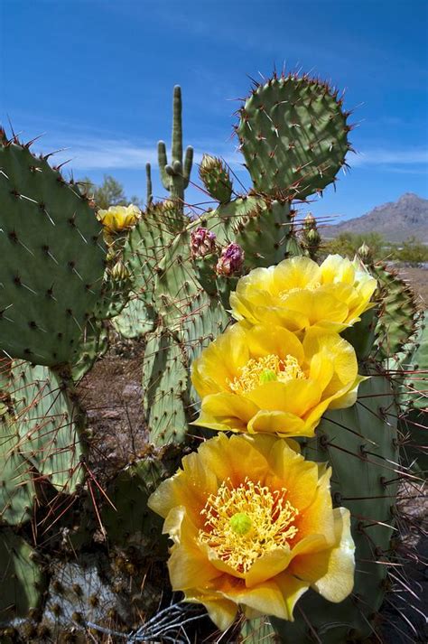 Prickly Pear Cactus Flowers Photograph by David Nunuk