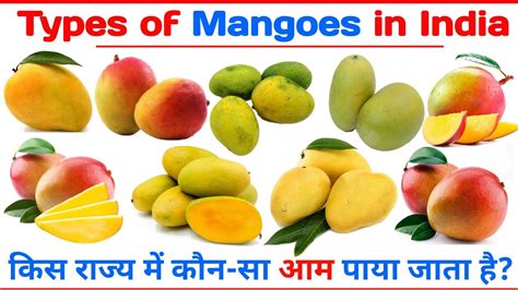 Types of Mango | Mango Name | Varieties of Mangoes | Indian Mango Name - YouTube