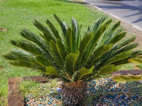 How to Plant Sago Palm Tree? (Complete Growing & Care Tips)