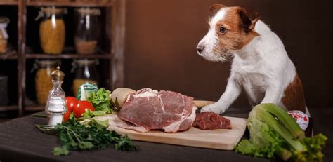 Raw Diet for Dogs 101: The Ultimate Guide – Top Dog Tips