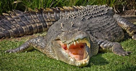 Epic Battles: Saltwater Crocodile vs. Anaconda - A-Z Animals