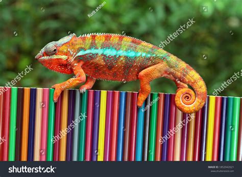 Chameleon Panther Tries Camouflage On Colored Stock Photo 1852042021 | Shutterstock