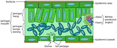 Organ Tumbuhan - Pengertian, Bagian, Fungsi dan Penjelasan Lengkap