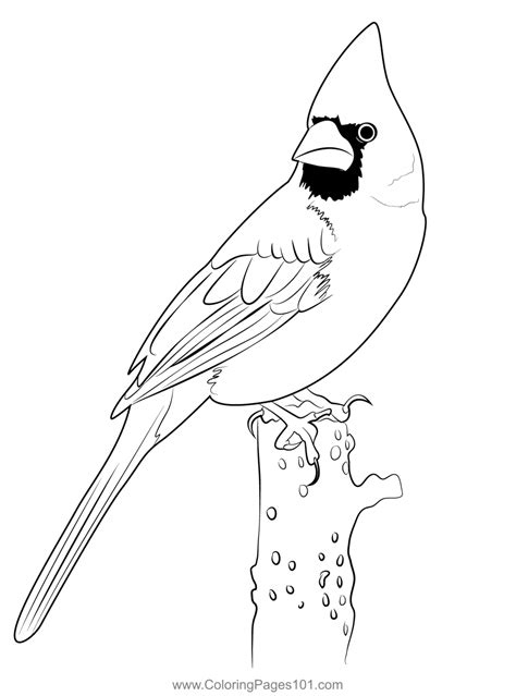 Cardinal 2 Coloring Page for Kids - Free Sparrows Printable Coloring Pages Online for Kids ...