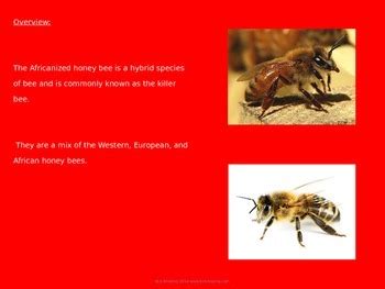 Africanized Bee - Power Point Facts History Pictures - Killer Bee