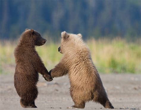 Edge Of The Plank: Cute Animals: Baby Bear Cubs