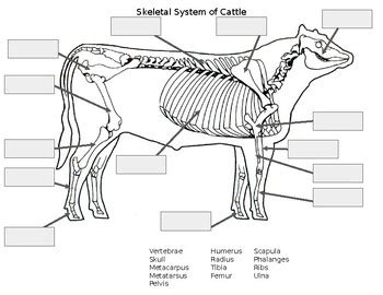 Skeletal System Diagrams by Miss B's Agriculture Classroom | TPT