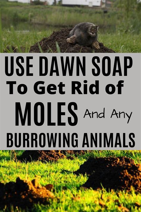 How to get rid of moles in your yard the ultimate guide to ground mole removal from a pest ...