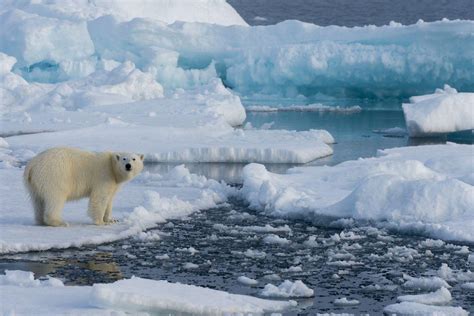 5 Global Impacts of Melting Polar Ice Caps - Articles by MagellanTV