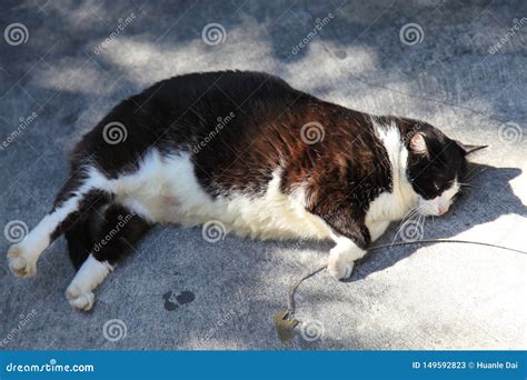 A fat cat is sleeping stock image. Image of grumblue - 149592823