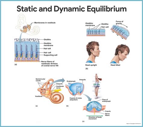 Special Senses Anatomy and Physiology - Nurseslabs