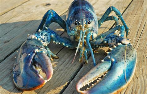 Lobsterland: Homarus americanus. In blue.