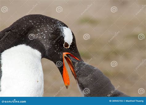 Gentoo Penguin Mother is Feeding Her Chick Stock Image - Image of moulting, pets: 30945755