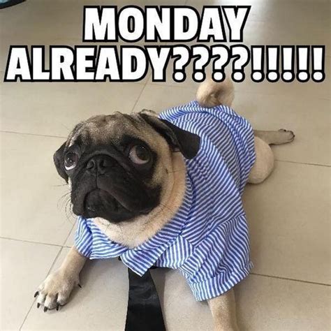 101 Lovable Pug Memes That Are Too Puggin' Cute