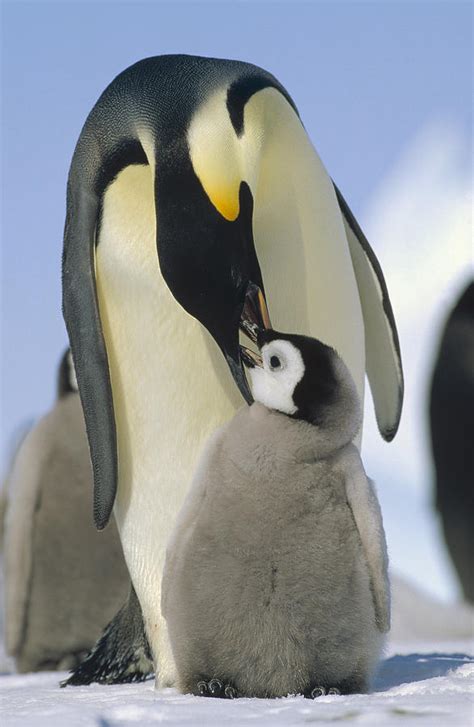 Emperor Penguin Parent Feeding Chick Photograph by Konrad Wothe - Fine Art America