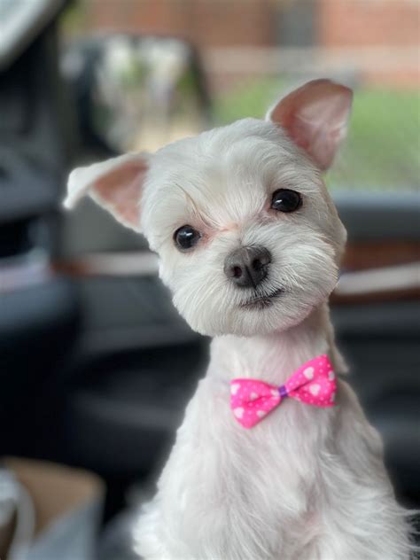 Maltese with short hair | Dog haircuts, Maltese dogs grooming, Maltese dogs haircuts