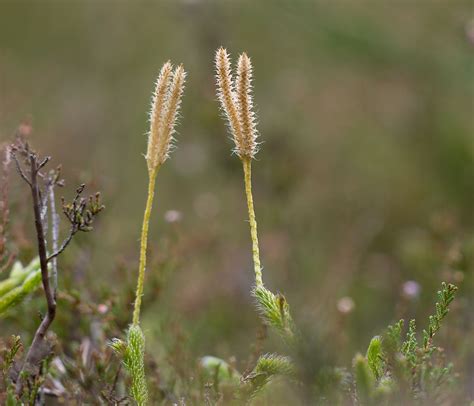 Flore de France