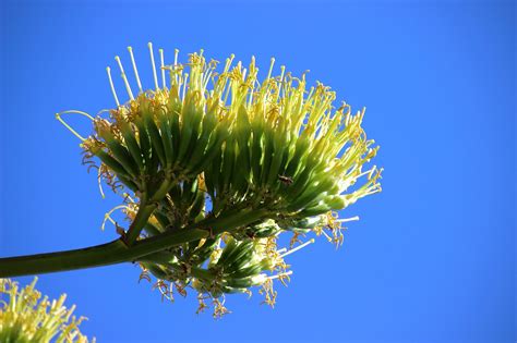 Agave Flower Blossom - Free photo on Pixabay