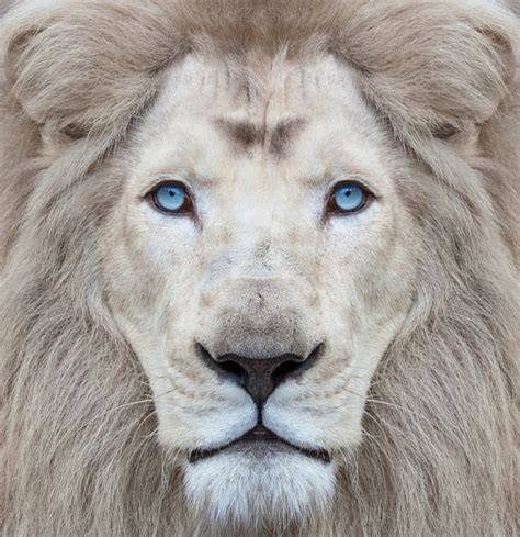 White lion with blue eyes portrait, looking straight at the camera - CEAI