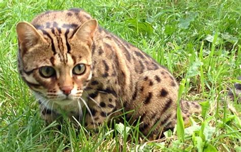 The Munchkin Cat Bengal Mix (The Genetta) - Munchkin Cat Guide