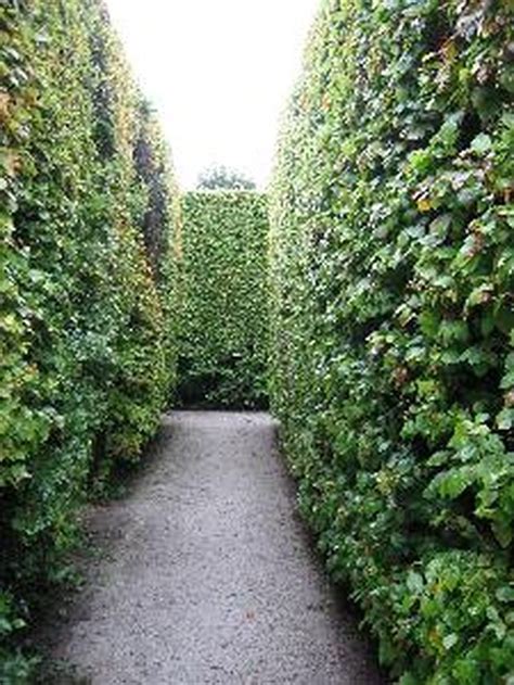 The Best Type of Evergreen Privacy Hedge | Hunker