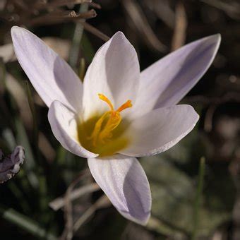 2+ Free Crocus Biflorus & Flower Images - Pixabay