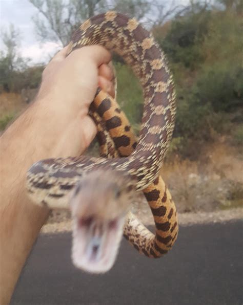 Sonoran Gopher Snake : r/herpetology