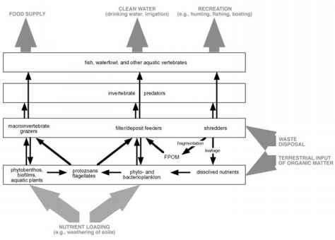 Ecosystem Services Provided by Freshwater Benthos - Ecosystem Processes