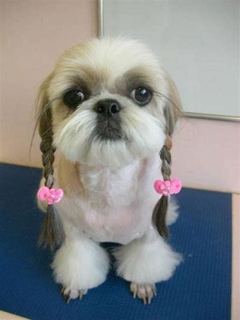 23 Hilariously Awful Dog Haircuts