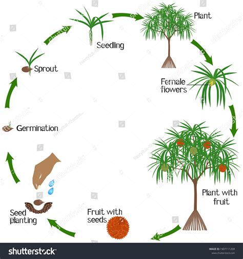 oil palm tree life cycle - Robert Abraham