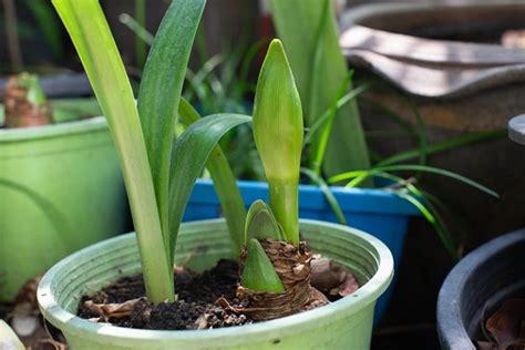 How to Propagate Amaryllis Bulbs | Gardener's Path