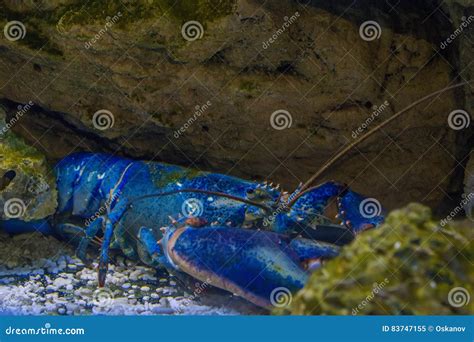 Rare blue lobster stock image. Image of closeup, fisherman - 83747155