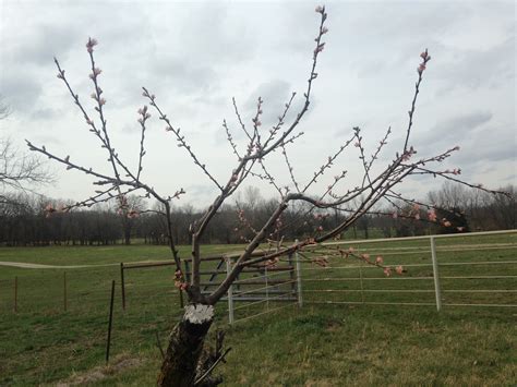 Thoughts on my peach pruning - General Fruit Growing - Growing Fruit