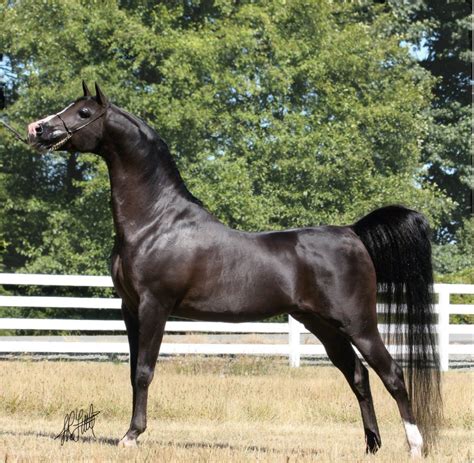 R.O. Lervick Arabians - Arabian Horse Exchange