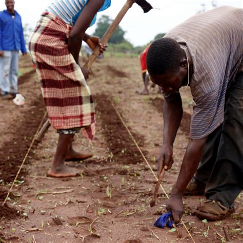 African farming trials create food for thought - Cosmos Magazine