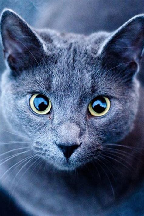 Exploring the Compatibility of Russian Blue Cats with Children – CatsInfo