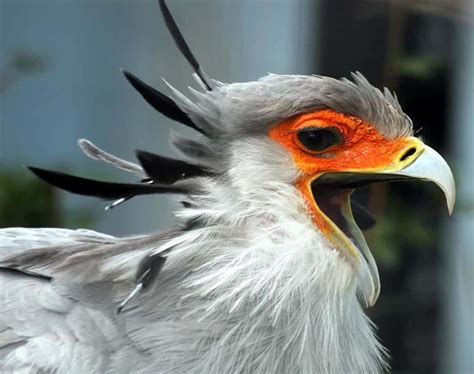 Top 10 African Birds Of Prey - The Best Top Raptures In Africa