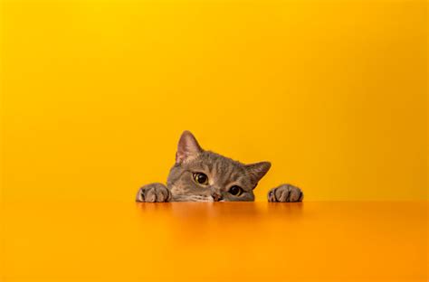 999+ Yellow Cat Pictures | Download Free Images on Unsplash